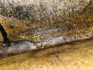 1976 LX SS Torana Hatchback 5 litre 4 speed