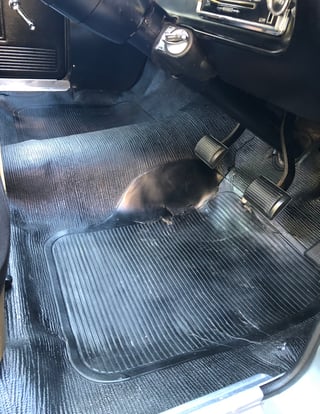 1972 VH Valiant Dodge Ute