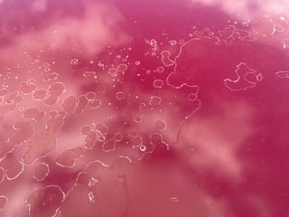 1980 VC HDT Brock Commodore Build No.230